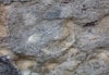 7 super close up of coral in Plymouth limestone Clarence building